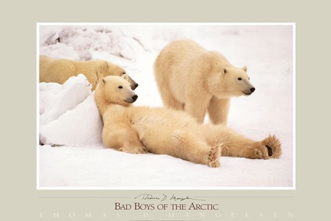 Framed Bad Boys of the Arctic Print