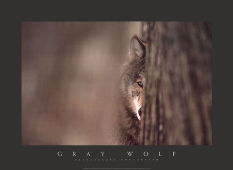 Framed Gray Wolf Print