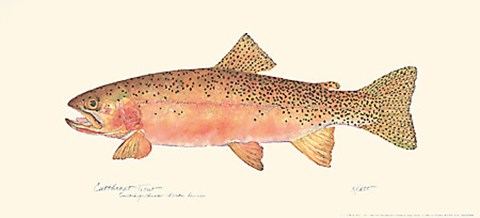 Framed Cutthroat Trout Print