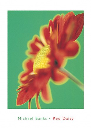 Framed Red Daisy Print