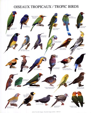 Framed Tropic Birds Print