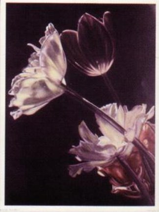 Framed Mixed Tulips Print