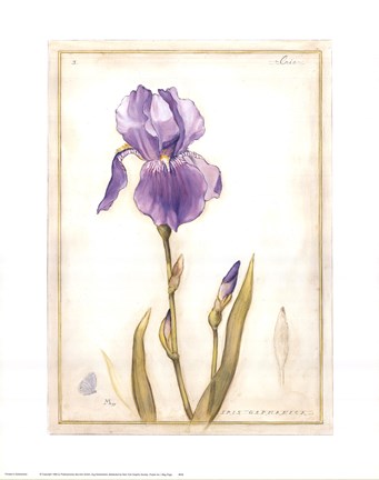 Framed Purple Iris I Print