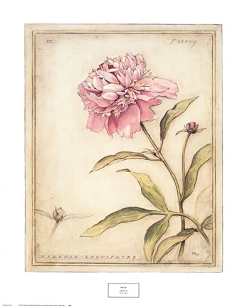 Framed Peony IV Print