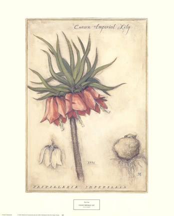 Framed Crown Imperial Lily Print
