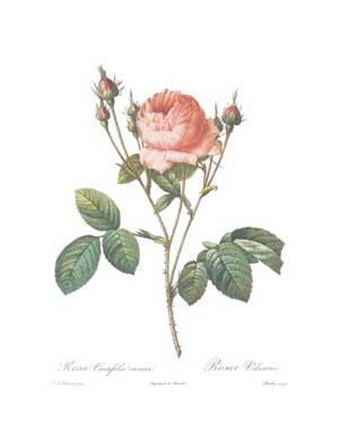 Framed Rosa Centifolia Carnea Print
