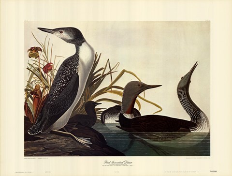 Framed Red Throated Diver Print