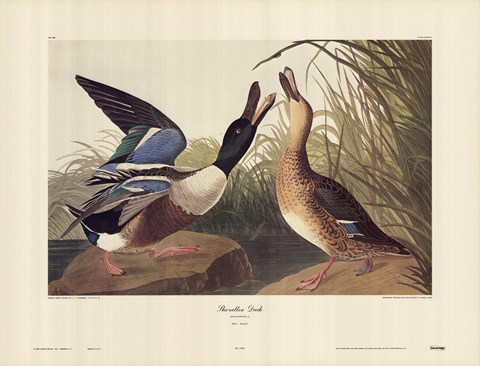 Framed Shoveller Duck Print