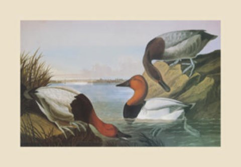 Framed Canvas Backed Duck Print