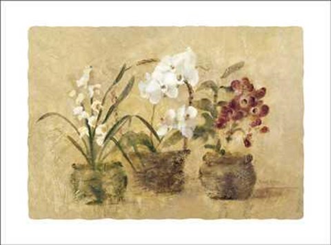 Framed Collection Of Orchids Print