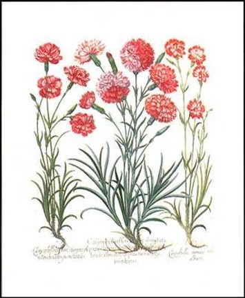 Framed Carnations II Print