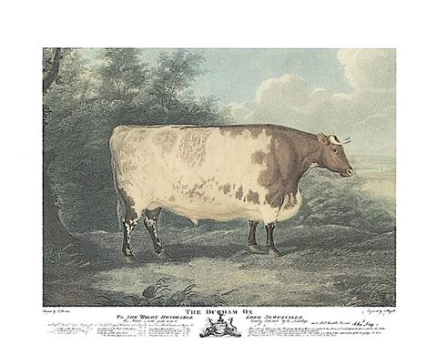 Framed Durham Ox Print