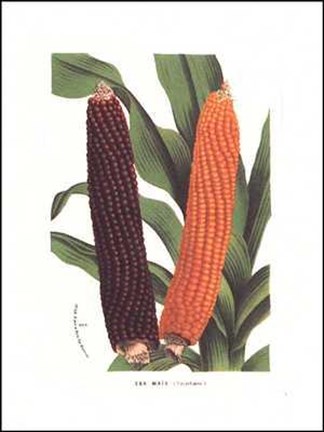 Framed Corn Print