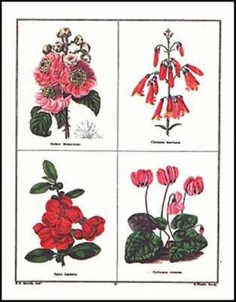 Framed Botanicals (Pink and Red) Print