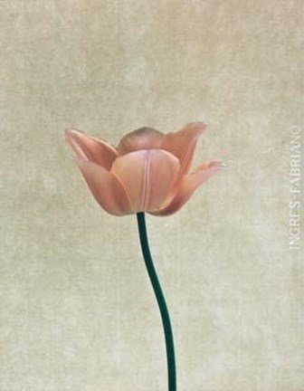 Framed Pink Tulip Print