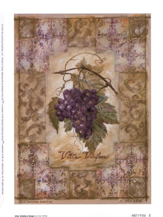 Framed Vitis Vinifera Grape Print