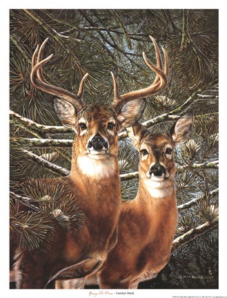 Framed Among the Pines Print