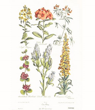 Framed Exotic Botany Print