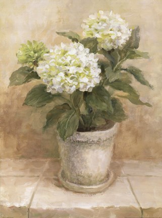 Framed Pot of White Hydrangea Print