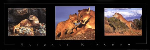 Framed Nature's Kingdom-Cougars Print