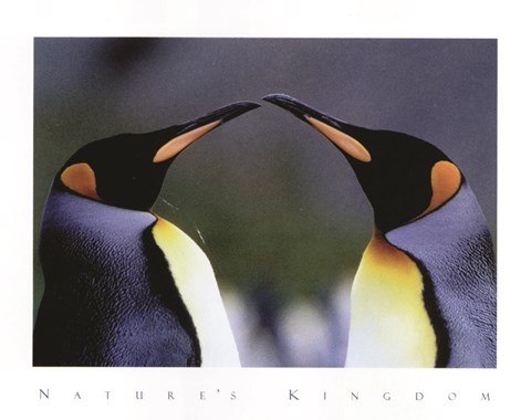Framed King Penguins Print