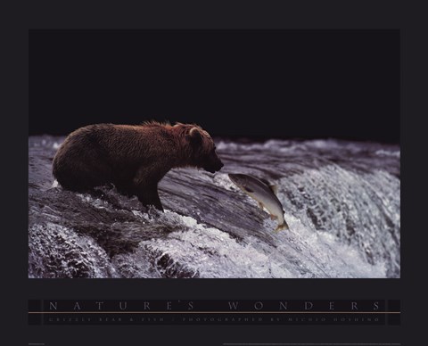 Framed Grizzly Bear and Fish Print