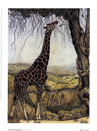 Framed Charles L. Berry - Giraffe, Reaching High Print