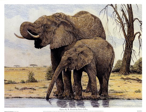 Framed Elephants By The Waterhole Print