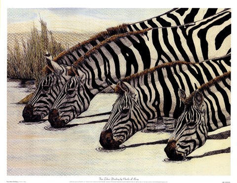 Framed Four Zebras Drinking Print