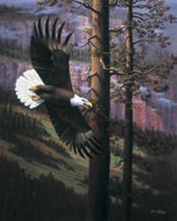Framed Eagle in Trees Print
