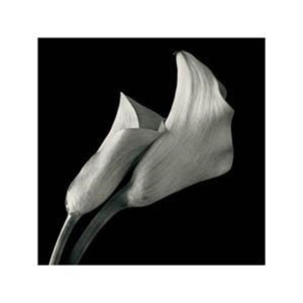 Framed Cala Lillies Print