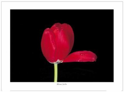 Framed Red Tulip, 2000 Print