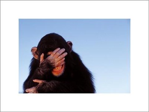 Framed Embarrassed Chimpanzee Print