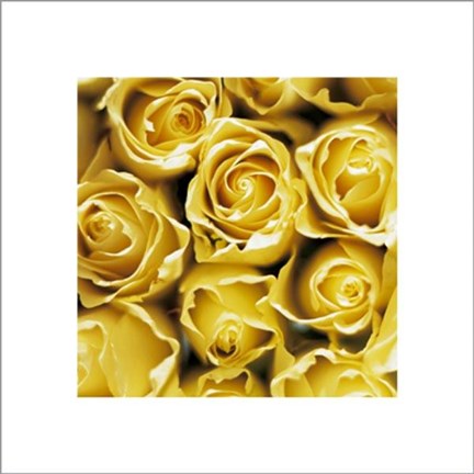 Framed Yellow Roses Print