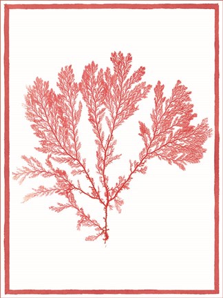 Framed Sea Things I Print