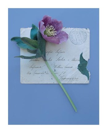 Framed Emma's Garden Heelborus Print