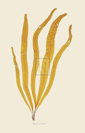 Framed Alaria Esculenta Print