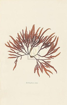 Framed Calliblepharis Jubata Print