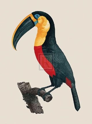 Framed Le Grand Toucan Print