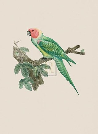 Framed Le Petit Ara Print