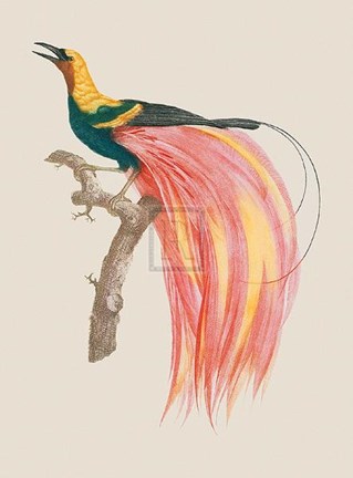 Framed Le Petit Paradis Emeraude Print