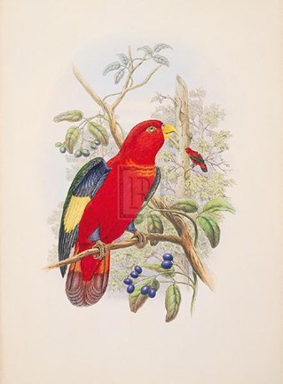 Framed Lorius Tibialis Print