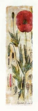 Framed Papaver Rhoeas Print