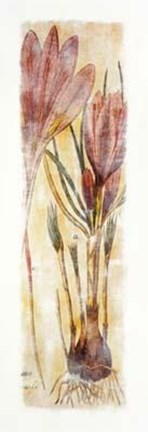 Framed Crocus Sativus Print
