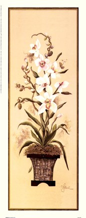 Framed Orchid II Print