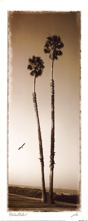 Framed Palmae Palm I Print