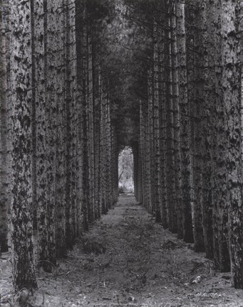 Framed Red Pines, Empire, Michigan Print