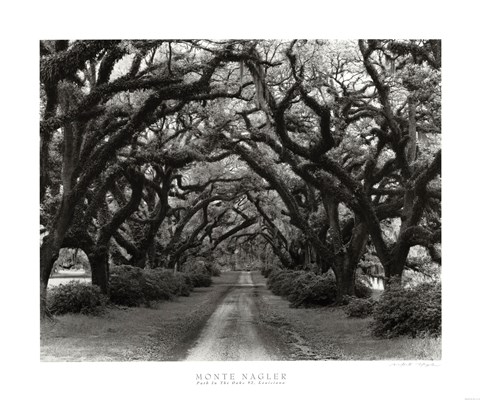 Framed Path In The Oaks #2, Louisiana Print