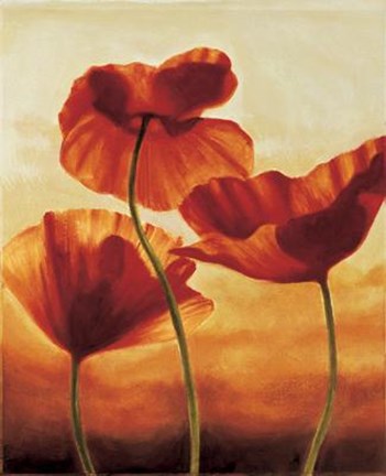 Framed Poppies In Sunlight II Print