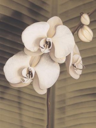 Framed Orchid with Palm II Print